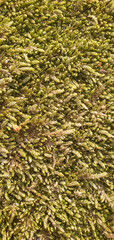 Dense texture of green moss covering a surface. For backgrounds, textures, illustrations of nature, forest, moist environments.