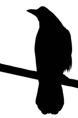 Mysterious crow silhouette sitting still — suitable for dark concept art, folklore-inspired media, or suspense branding