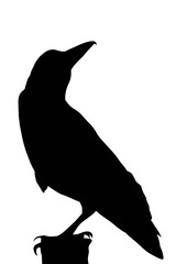 Minimalist raven perched in silence — great for book covers, poetry illustrations, or moody nature scenes