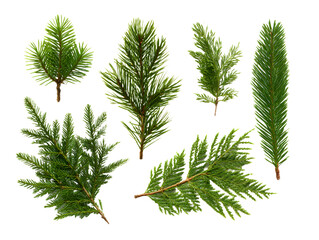 Green Coniferous Evergreen Sprigs Transparent PNG