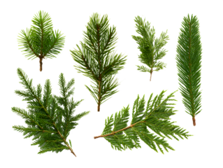 Green Coniferous Evergreen Sprigs Transparent PNG