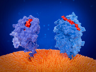 Major histocompatibility complex proteins (MHC) I and II on the surface of a dendritic cell