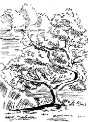 Obraz premium An old tree on the bank of a pond in a park. Summer landscape, black and white hand drawn vector illustration.
