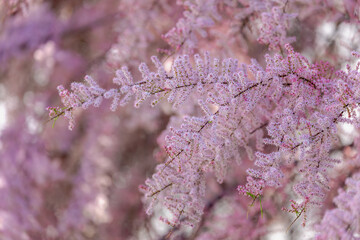 Selective focus of puffy pink flowers in the garden, Bush of blooming on the tree in spring, The...