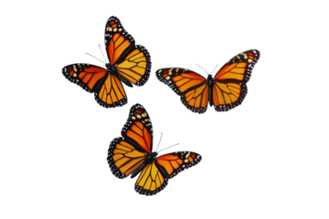 Three monarch butterflies in flight against a transparent background nature