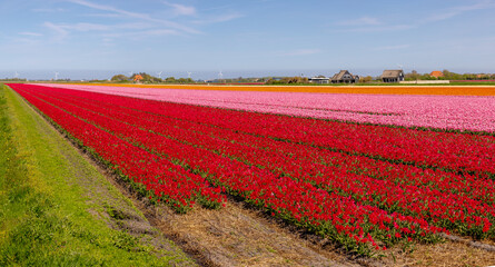 Panorama landscape view, Rows or lines of multicolour tulips on the fields with blue sky, Tulips are plants of the genus Tulipa, Spring-blooming perennial herbaceous bulbiferous geophytes, Netherlands