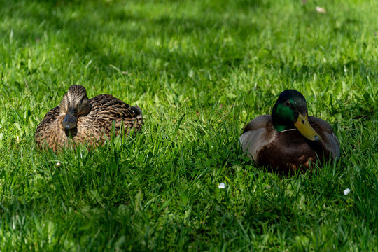 Mallard duck and hen resting on lush green grass in sunny meadow, waterfowl pair relaxed, idyllic wildlife scene