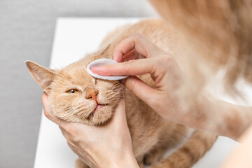 The breeder wipes the cat's eye with a cotton pad. woman rubs cat's eyes. domestic cat care. cat health. eye disease in cats