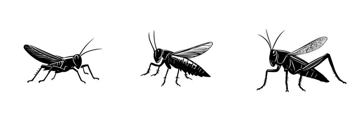 Detailed flat black icon design featuring three distinct grasshoppers on a white background, illustrating their unique features and shapes