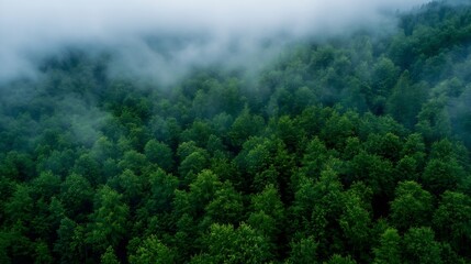 Aerial view of a lush green forest shrouded in mist, creating a serene and mysterious atmosphere. The dense canopy of trees stretches as far as the eye can see, offering a breathtaking : Generative AI