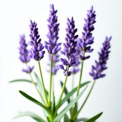 Fototapeta premium Cluster of purple flowers, Closeup of lavender buds, Purple flower tops