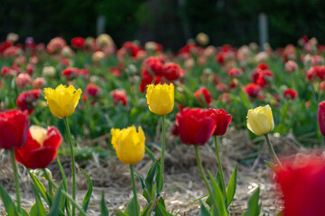 Colorful Tulips in Bloom at Garden, showcasing vibrant yellow, red, and coral petals, illuminated with soft sunlight