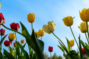 Fototapeta premium Eye-Level View of Yellow and Red Tulip Flowers Against a Clear Blue Sky on a Sunny Day in a Blooming Garden