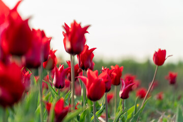 Vibrant field of red tulip blossoms under a bright sky, perfect for spring or nature related themes and concepts.