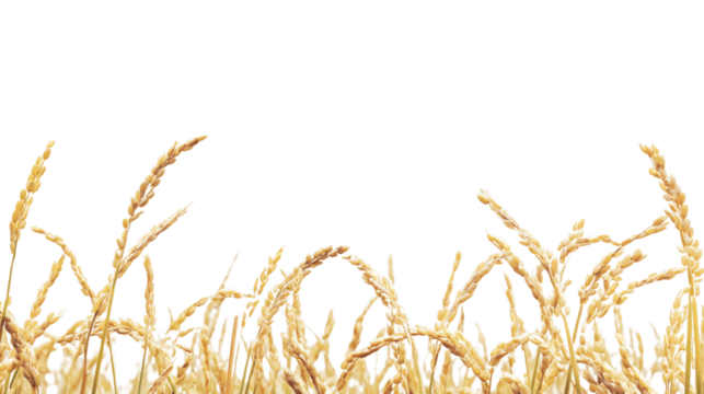 rice centered, high-resolution, white background --ar 16:9