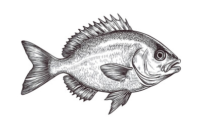 Obraz premium Fish sketch dorado gilt-head bream. Vintage retro print, black white gilt-head bream fish sketch ink pencil style drawing, linear drawing, engrave old school. Sketch artwork dorado fish. Illustration