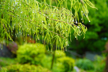 May Scenery of the Garden of Morning Calm