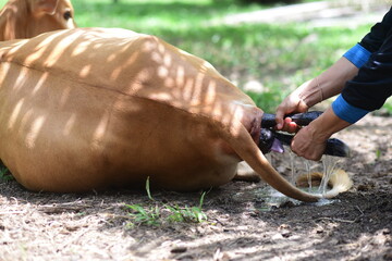 Close-up a veterinarian pulls a calf's leg out of the birth canal of a cow in labor to help her give birth more easily. Cow breeding on a livestock farm.