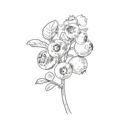 Hand drawn blueberries on a branch with leaves. Vector illustration in retro style isolated on white background.