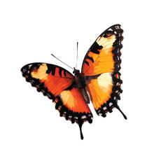 Vector Illustration Of A Colorful Butterfly On A White Background Isolated Insect