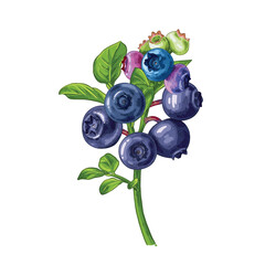Hand drawn blueberries on a branch with leaves. Vector illustration in retro style isolated on white background.