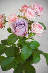 紫とピンクのばら