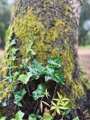 Twisting Ivy Vines Embracing Tree in Serene Woodland.