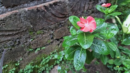 Fresh pink Madagascar Periwinkle flower (Catharanthus roseus) with green leaves and dewdrops, a popular flowering plant for gardens, home decor, and medicinal uses