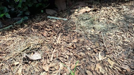 A carpet of dry, brown fallen leaves blankets the ground, creating a rich, organic texture typical of autumn leaf litter in a forest setting