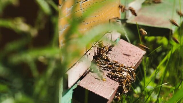 Honey bees fly to bee hive 