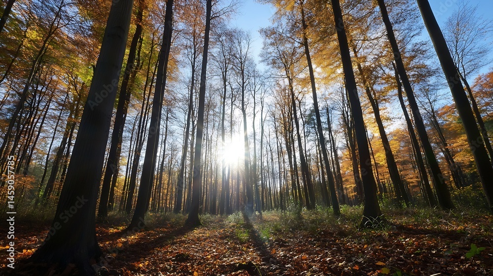 Poster Sunbeams illuminate a dense autumnal forest, tall trees casting long shadows on a carpet of fallen leaves, creating a serene and picturesque woodland scene. : Generative AI