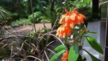Close-up of vibrant orange Firecracker Flowers (Crossandra infundibuliformis) blooming beautifully under natural light, showcasing their unique form