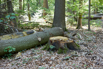 felled tree in a forest beneath a tree trunk