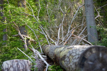 felled tree in a forest beneath