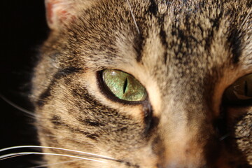 An adorable domestic British cat with yellow bright eyes, home vibes, cozy sunny weather day, furry fluffy pet animals at home authentic cute wildlife kitten playful time together romantic travel noel