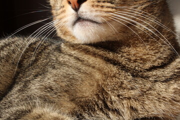 An adorable domestic British cat with yellow bright eyes, home vibes, cozy sunny weather day, furry fluffy pet animals at home authentic cute wildlife kitten playful time together romantic travel noel