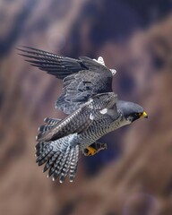 A stunning shot capturing the incredible agility and speed of a peregrine falcon (Falco peregrinus) in mid-flight.