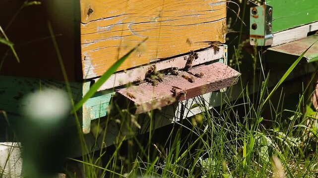 Honey bees flying to honeycomb with green nature background