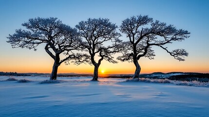 Majestic Winter Sunset Three Frosty Trees Silhouetted Against a Vibrant Sky