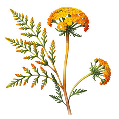 Yarrow-flower-illustration-botanical-drawing-medicinal-plant-yellow-orange