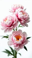 Fototapeta premium Pink peony flowers blooming in a vase