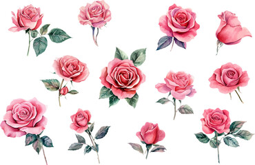 watercolor pink roses flowers