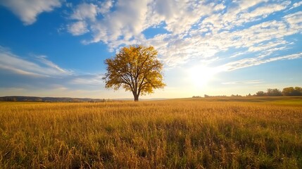 Fototapeta premium Solitary autumn tree in a golden field under a vibrant blue sky with fluffy clouds, bathed in the warm light of the setting sun. : Generative AI