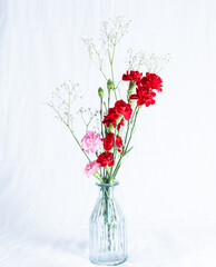 カーネーション