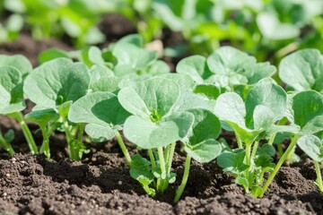 Close-up view of young squash plants.  Healthy seedlings sprout from dark soil.  Fresh green leaves emerge