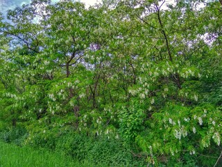 flowering trees acacia 