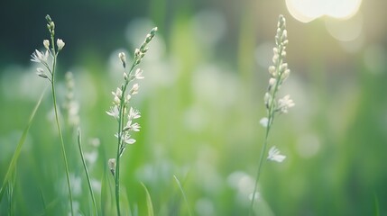 Fototapeta premium Delicate white wildflowers sway gently in a sunlit green meadow, creating a serene and peaceful natural scene. : Generative AI