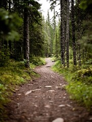 Obraz premium A tranquil forest path winds through tall evergreen trees, sunlight dappling the ground, creating a serene and peaceful atmosphere. : Generative AI