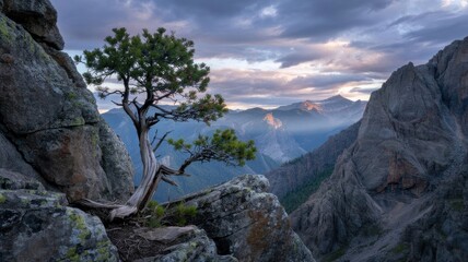 Obraz premium Resilient Lone Tree Amongst Rugged Rocks in a Breathtaking Mountain Landscape