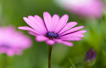 Obraz premium flowering Osteospermum, African daisy natural floral background